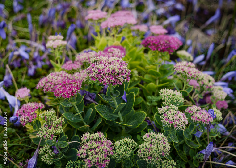 fluffy flowering pink shrubs Spirea Japanese Little Princesses in a green summer garden fluffy flowering pink shrubs Spirea Japanese Little Princesses in a green summer garden