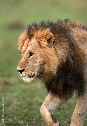 Portrait of a lion  Masai Mara