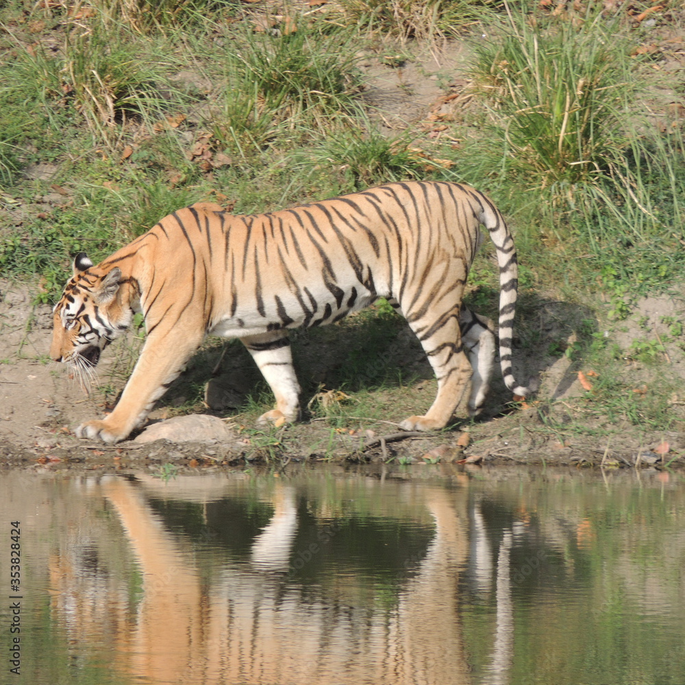 Tiger at the water Tiger at the water