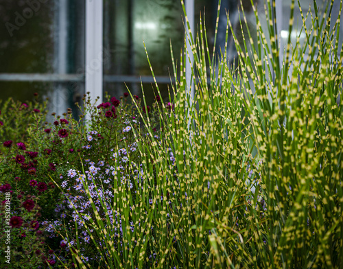 dense green shrub Miscanthus zebrina striped on a window background photo