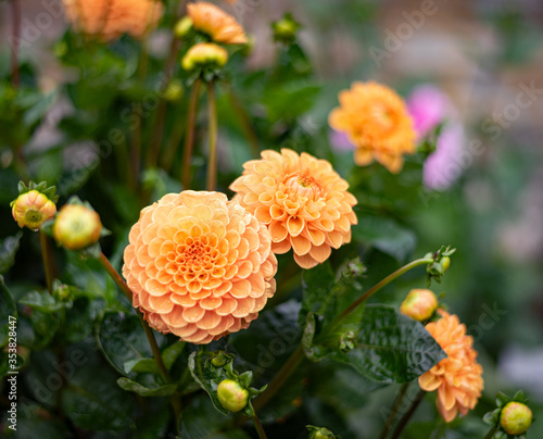 yellow spherical pion-shaped Pompom Dahlias  fresh blooming buds round flowers with rounded ends