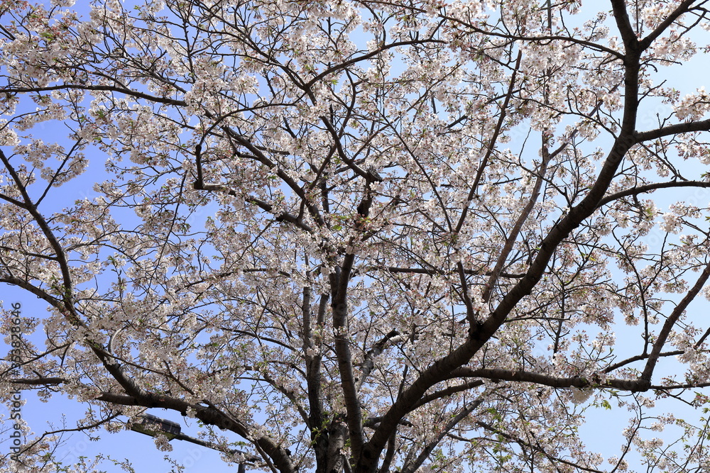 桜 (ソメイヨシノ) 桜 (ソメイヨシノ)