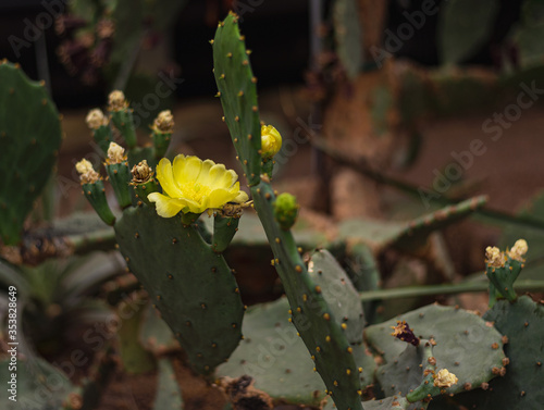 Blooming Cactus Opuntia decumben or Decumbens Cactus with a large yellow flower photo