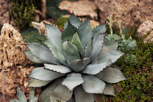 big healthy blue agave grows in the ground among cacti