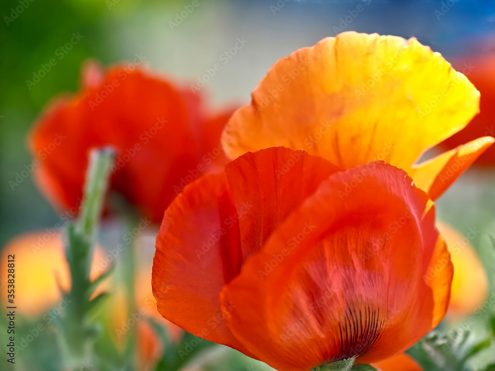 Obraz premium Beautiful macro of a single red isolated poppy flower