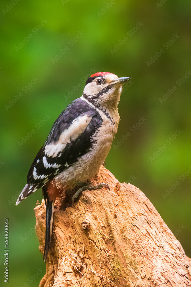 Obraz premium Closeup of a great spotted woodpecker (Dendrocopos major) perched in a forest