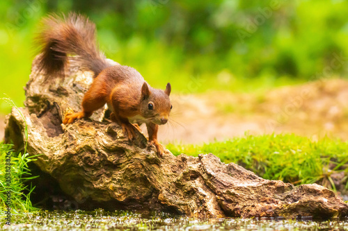 Closeup of a red squirrel, Sciurus vulgaris, seaching food and eating nuts in a forest. photo