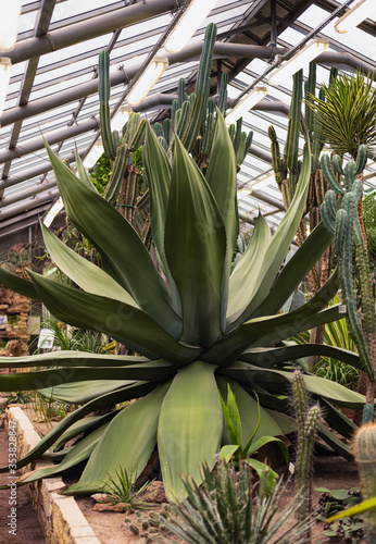 huge green agave with large fresh leaves
