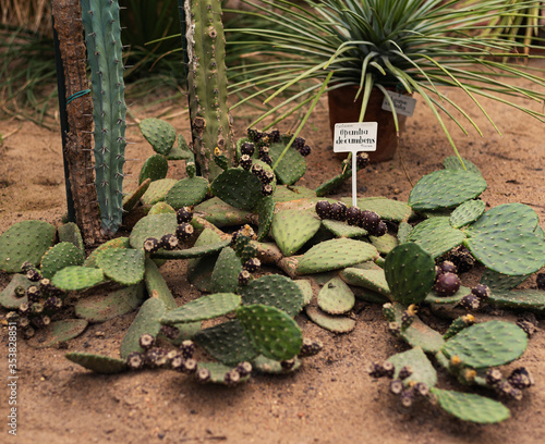large green cactus prickly pear decumbens with dark purple buds photo