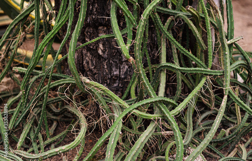 long green curly stems of cactus Selenicereus grandiflorus photo