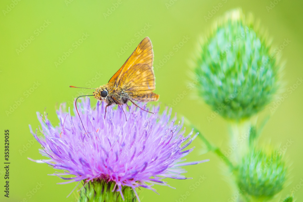 large skipper Ochlodes sylvanus butterfly feeding large skipper Ochlodes sylvanus butterfly feeding