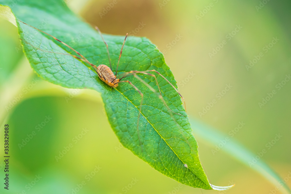 opilio canestrinii spider resting on a green leaf opilio canestrinii spider resting on a green leaf