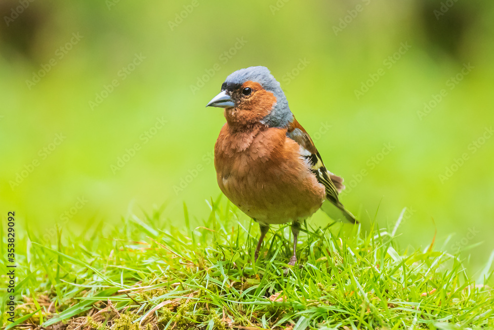 Closeup of a male chaffinch, Fringilla coelebs, perched in a green meadow Closeup of a male chaffinch, Fringilla coelebs, perched in a green meadow