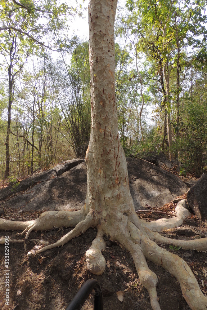 Tiger claw marks in a tree