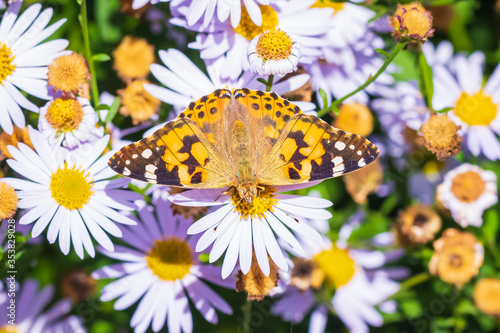 Painted Lady butterfly vanessa cardui full wingspan top view