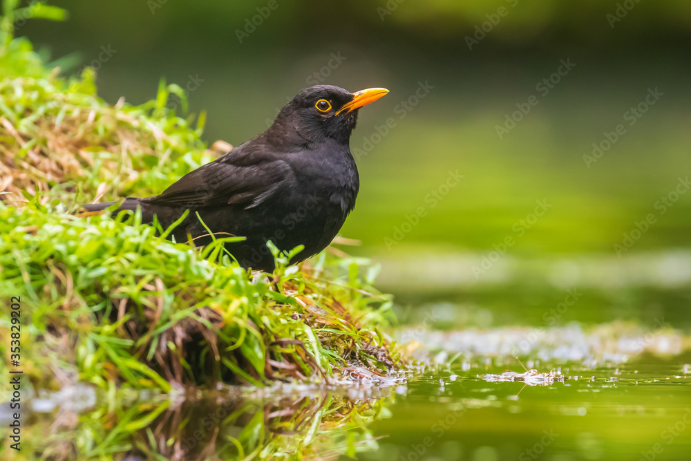 Blackbird male (turdus merula) standing in water Blackbird male (turdus merula) standing in water