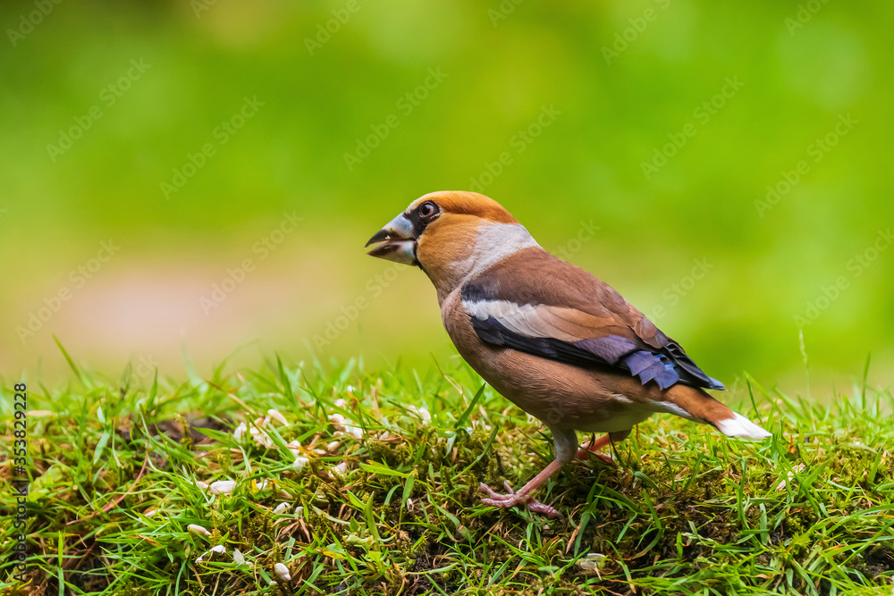 Closeup of a male hawfinch Coccothraustes coccothraustes songbird perched in a forest. Closeup of a male hawfinch Coccothraustes coccothraustes songbird perched in a forest.