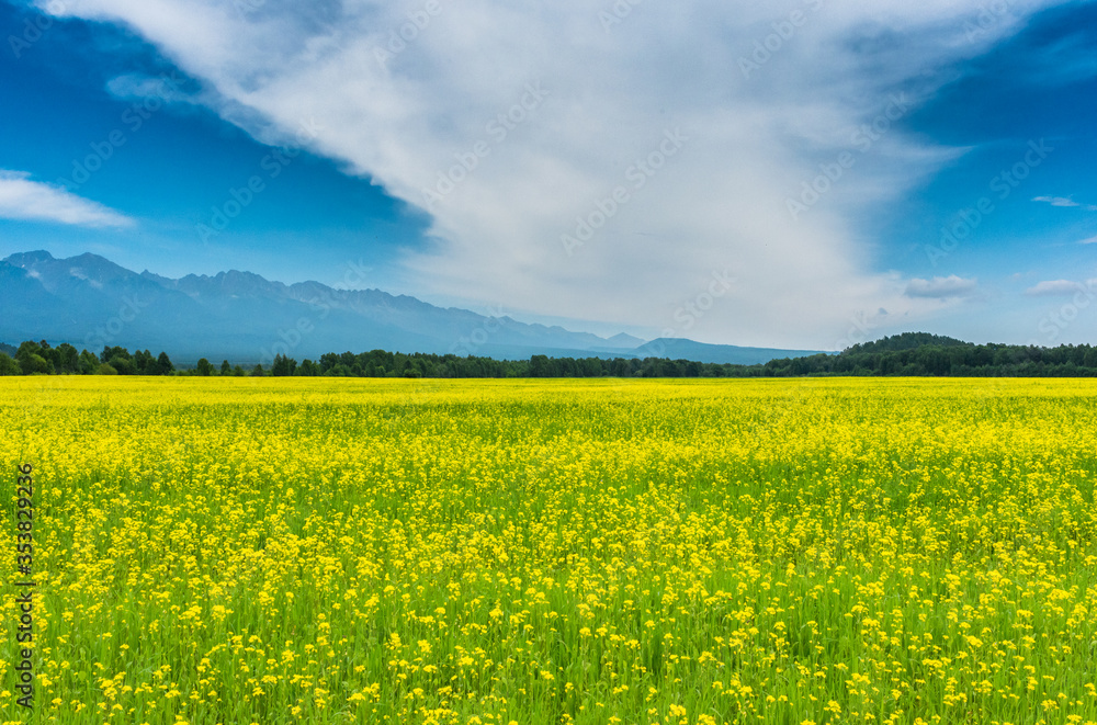 Summer landscape in a field with yellow flowers and the mountains in the background