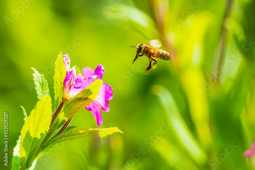 Obraz na plátně Honey bee Apis mellifera pollination on pink great hairy willowherb Epilobium hi