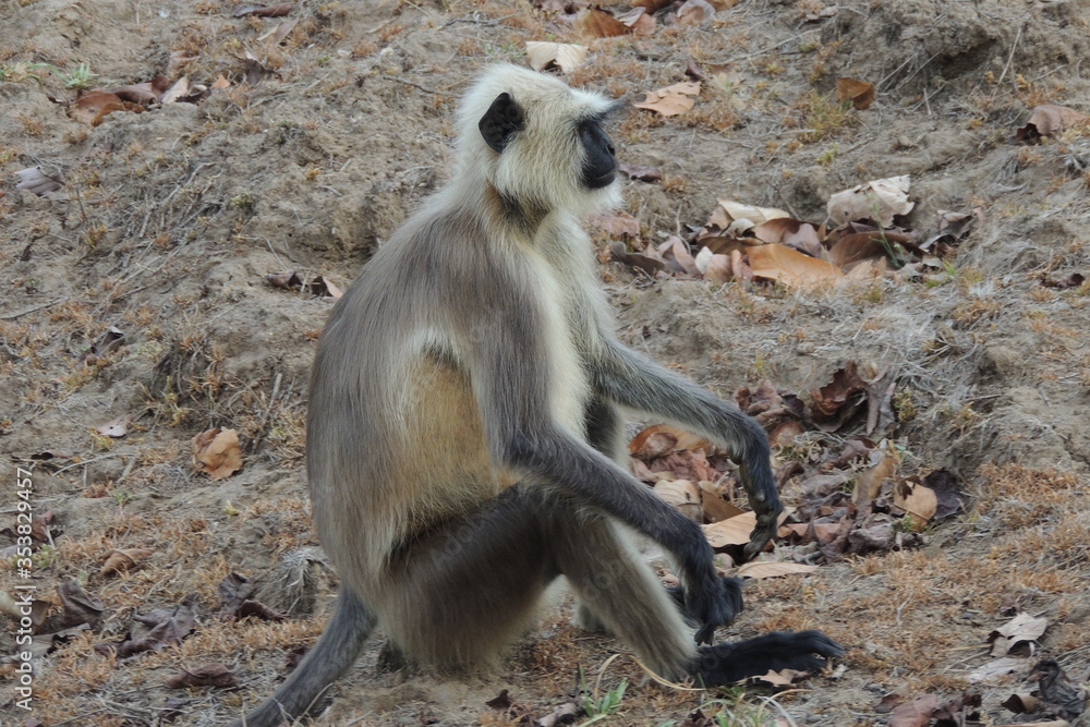 Very Funny Langur Monkeys