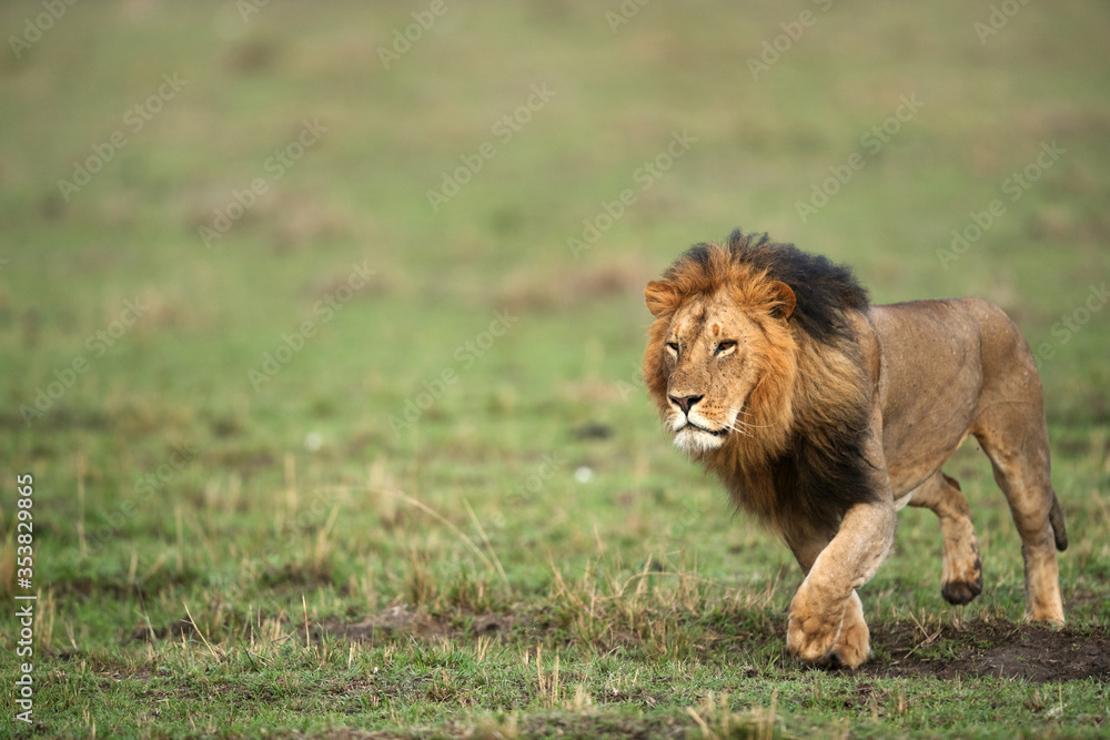 Lion king on the grasses of Masai Mara Lion king on the grasses of Masai Mara