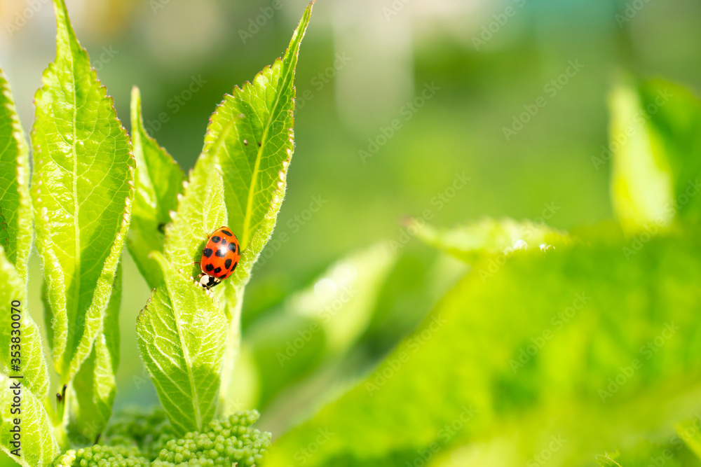 Green fresh grass leaves with selective focus and ladybug in focus during positive sunny day, shiny blurred nature background. Green fresh grass leaves with selective focus and ladybug in focus during positive sunny day, shiny blurred nature background.