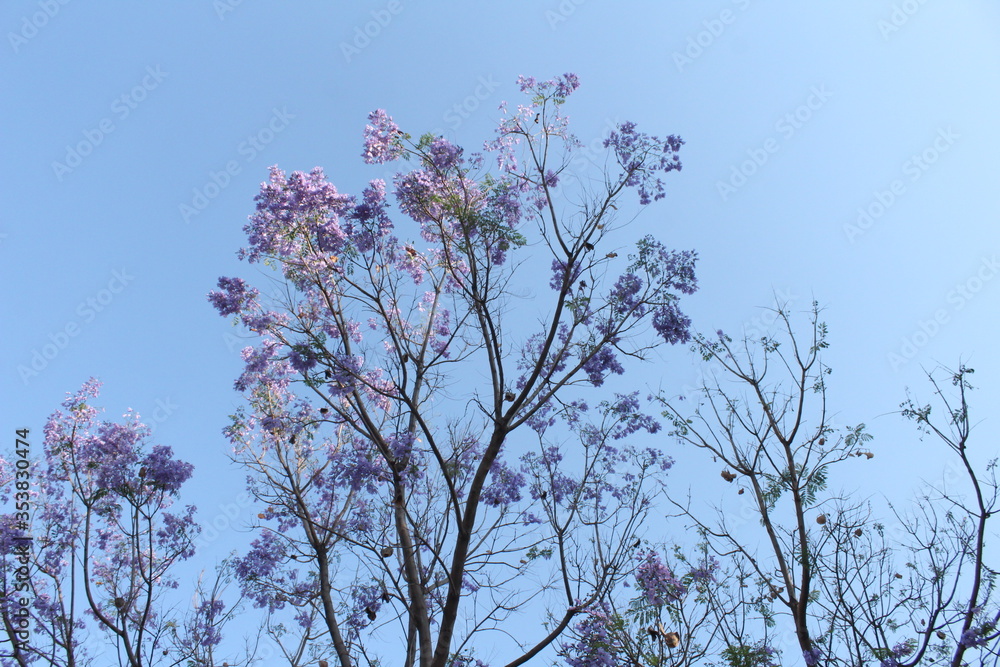 purple flowers and blue sky