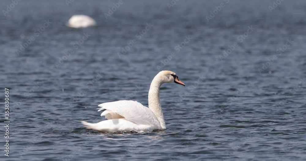 cygne tuberculé (cygnus olor) battant des ailes cygne tuberculé (cygnus olor) battant des ailes