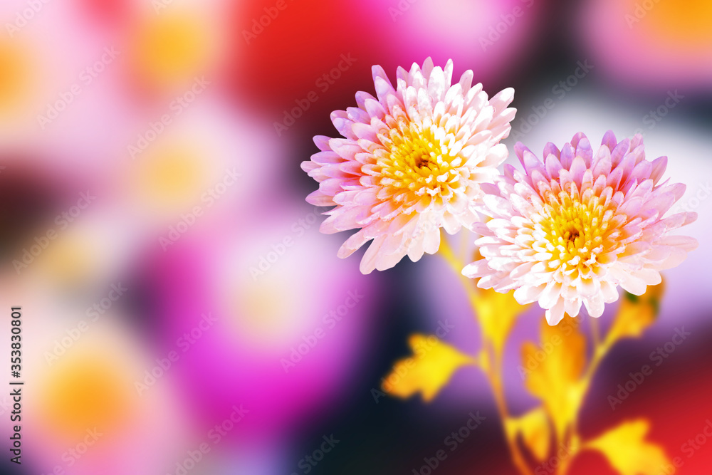 Colorful chrysanthemum flowers on a background of the autumn landscape Colorful chrysanthemum flowers on a background of the autumn landscape
