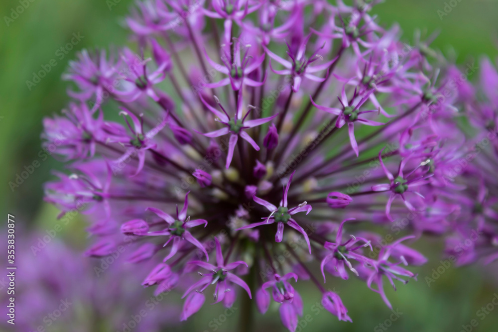 Natural background. Close-up of blooming allium decorative onion. Natural background. Close-up of blooming allium decorative onion.
