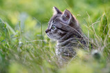 A small charming kitten on the background of a green lawn