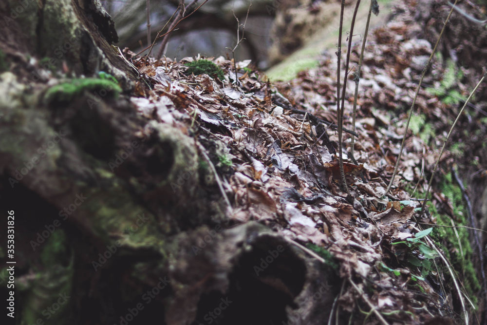 moss in the forest moss in the forest
