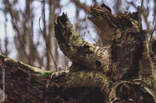 old tree trunk