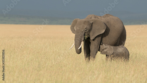 Canvas Print Elephant and calf both having a feed with blue background.