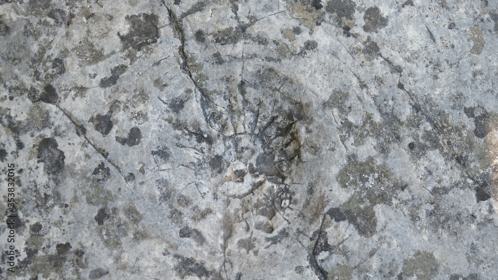 emprunte de coprolithe de dinosaure dans une roche emprunte de coprolithe de dinosaure dans une roche