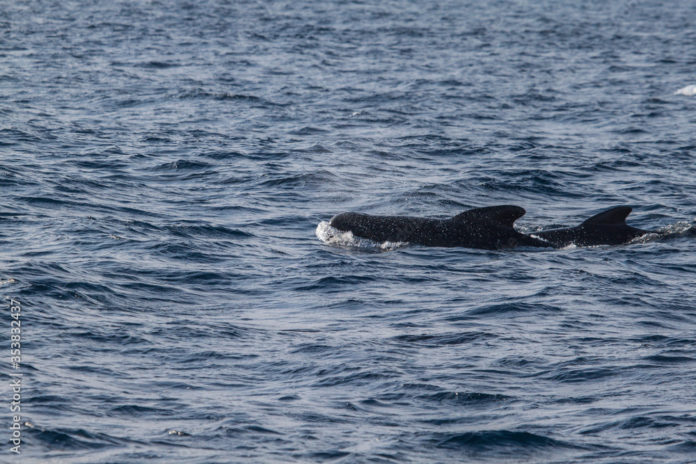Long-finned pilot whale