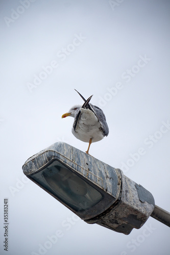 A yellow-legged gull perch