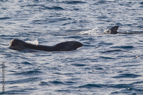 Long-finned pilot whale