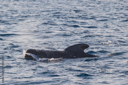 Long-finned pilot whale