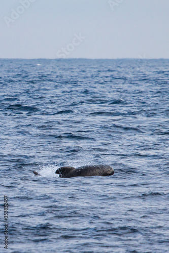 Long-finned pilot whale