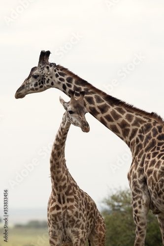Giraffes at Masai Mara Grassland