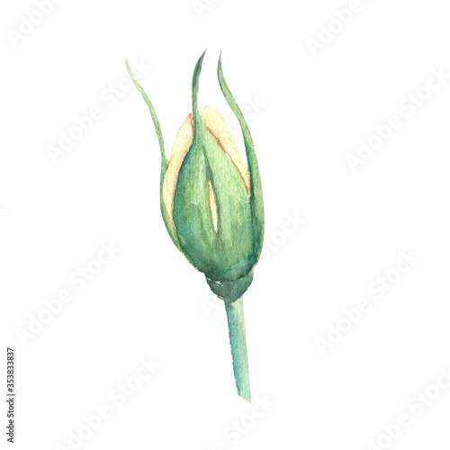 An unopened peach-colored rose Bud on a white background. Watercolor illustra...