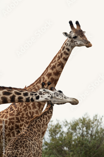 A pair of Giraffes courting, Masai Mara