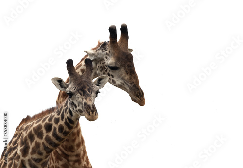 Fototapeta Naklejka Na Ścianę i Meble -  A pair of Giraffe, Masai Mara