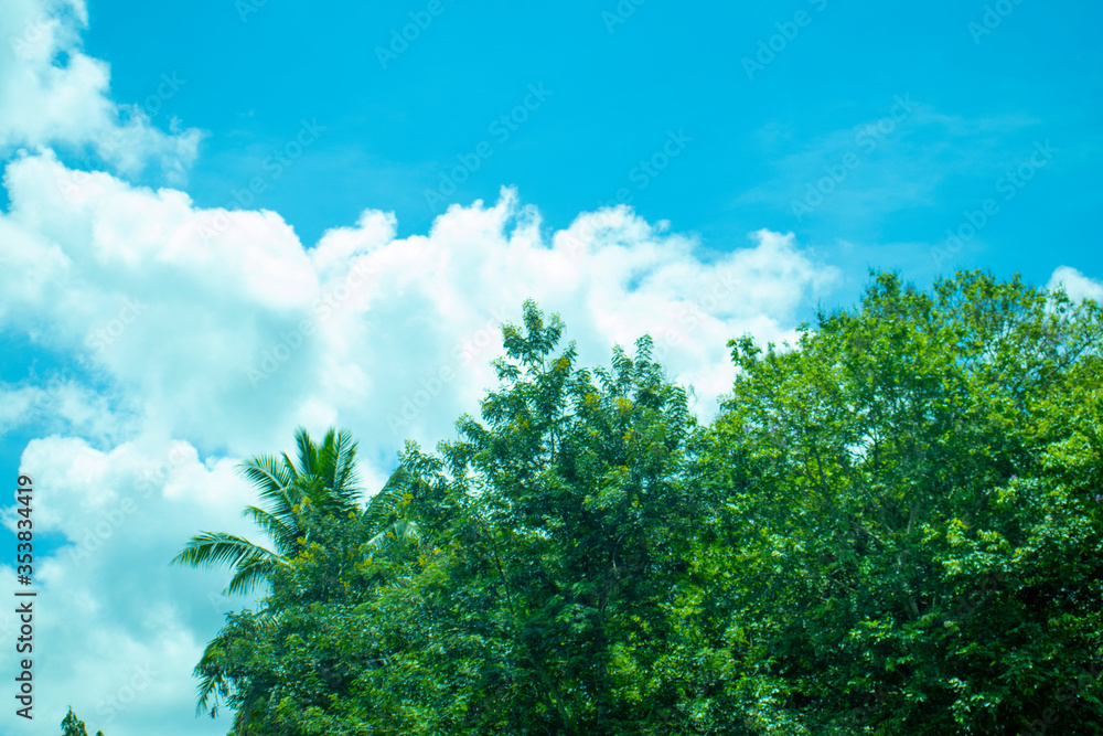 green grass and blue sky green grass and blue sky