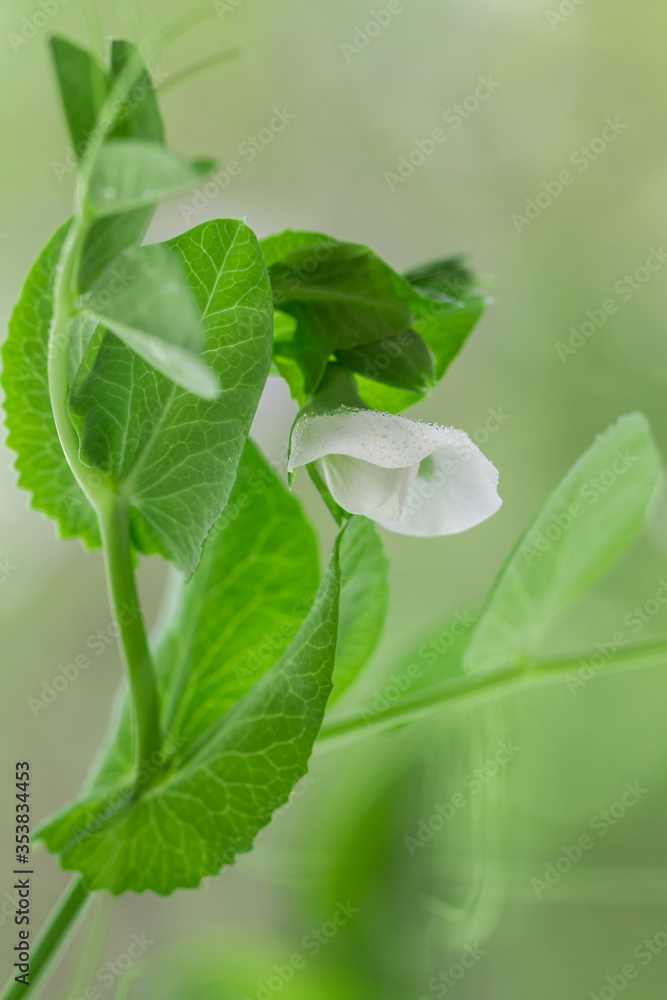 Green shoots of young organic peas. Leaves and flowers with drops of water or dew. sprouts. Selective focus, low depth of field Green shoots of young organic peas. Leaves and flowers with drops of water or dew. sprouts. Selective focus, low depth of field