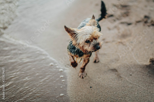 Yorkshire Terrier on the seashore