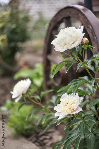 Beautiful blooming pionies flowers in botanic garden. photo