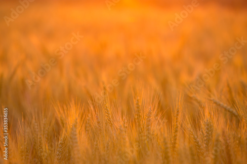 Wheat field.Beautiful natural landscape at sunset. Rural landscape under bright sunlight.Collection concept