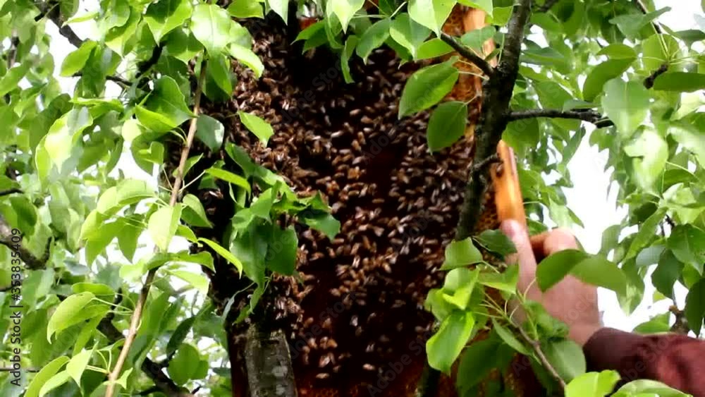 A bee swarm is located on a tree trunk.
This complicates the process of its removal for subsequent placement in the hive.
A bee swarm is located on a tree trunk.
This complicates the process of its removal for subsequent placement in the hive.